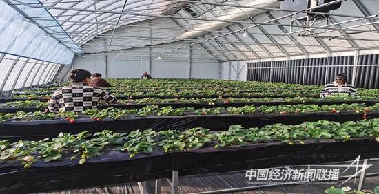 南寒村草莓大棚(2).jpg?v=1705982140