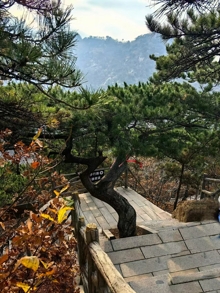 奇松节2.jpg