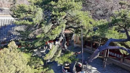 奇松节11.jpg