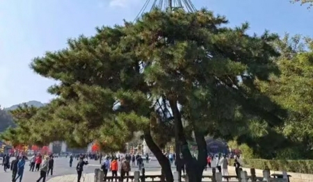 迎客松.jpg