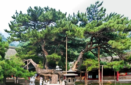九曲蟠龙松.jpg